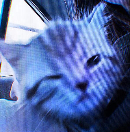 a photo of a kitten with it's eyes half closed mid blink. it is blurry and edited to be in all hues of blue and purple with fuzzy tv damage lines